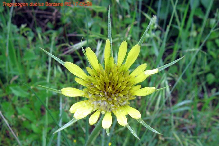 Tragopogon dubius